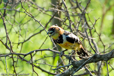 Haubenbartvogel (1 von 2).jpg